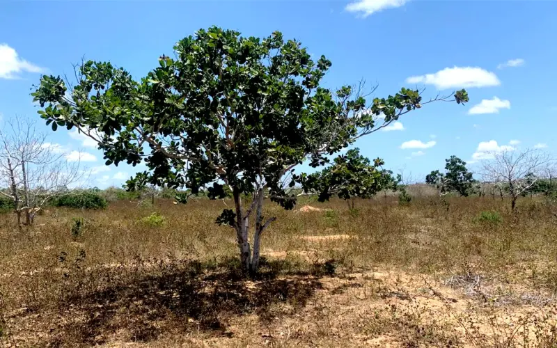 Diaspora Gardens Malindi Phase 1 photo 3